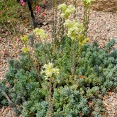 Turquoise Tails Blue Sedum